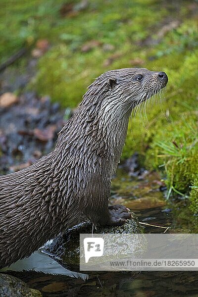 Close up of European river otter (Lutra lutra) leaving water of stream
