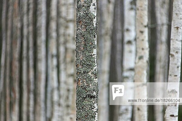Weißbirke (Betula pendula) Warzige Birke (Betula alba) (Betula verrucosa) Baumstamm mit Schlauchflechte (Hypogymnia physodes) (Parmelia physodes)