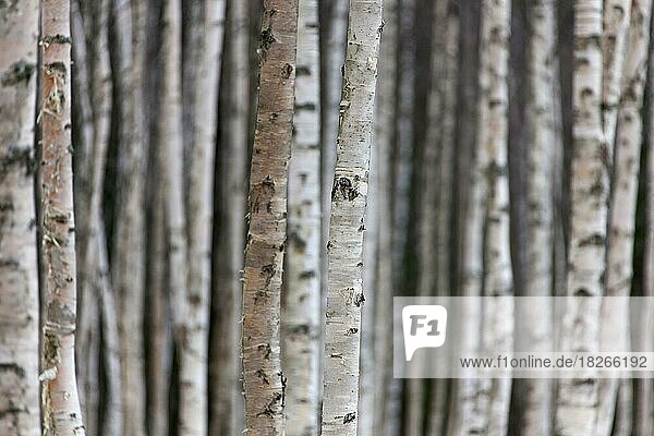 Silver birch (Betula pendula)  warty birch (Betula alba) (Betula verrucosa) tree trunks of birches in deciduous forest