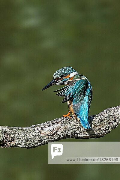 Common kingfisher (Alcedo atthis) female perched on branch over water of pond and preening wing feathers