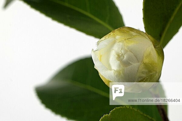 Kamelienknospe (Camellia japonica)  Studioaufnahme