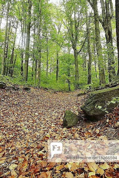 Herbstlicher Wald im Oktober mit Wanderweg  Deutschland  Europa