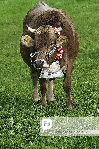 Kuh mit schwerer Schelle (Glocke) auf der Wiese  Allgäu  Bayern  Deutschland  Europa