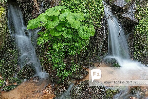 Kleiner Wasserfall aus frischem Wasser inmitten der üppigen Vegetation in den Bergen. Vogesen  Elsass  Frankreich  Europa