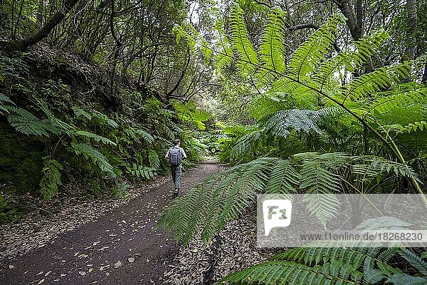 Hikers on a trail through the forest with ferns  Vereda do Larano hiking trail  Madeira  Portugal  Europe