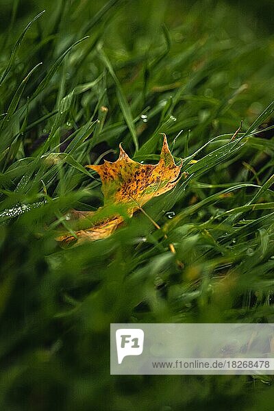 Gelbes Blatt im Gras bei Herbst  Gechingen  Deutschland  Europa