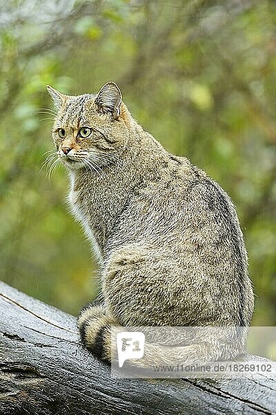 European wildcat (Felis silvestris) or forest cat  captive  Switzerland  Europe