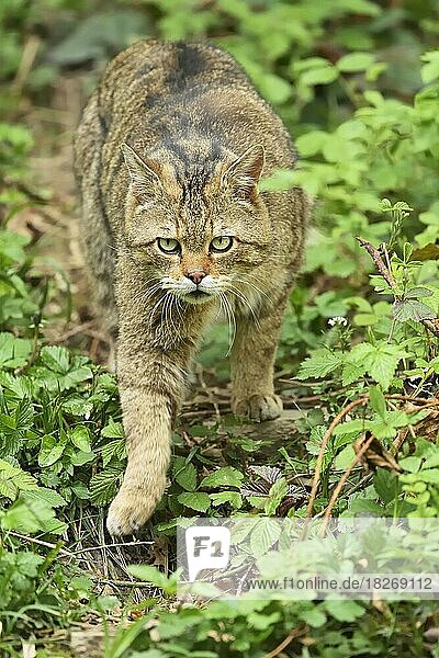 European wildcat (Felis silvestris silvestris)  male cat running through bushes  captive  Switzerland  Europe