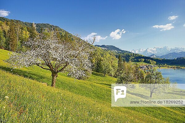 Blühender Kirschbaum  hinten Ägerisee und die Zentralschweizer Alpen  Kanton Zug  Schweiz  Europa