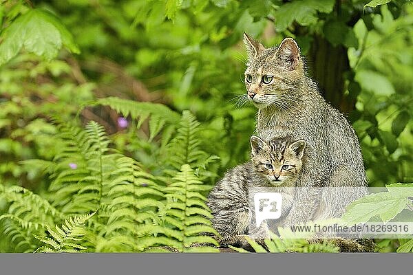 European wildcat (Felis silvestris silvestris)  mother with young sitting on tree trunk  captive  Switzerland  Europe