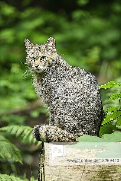 European wildcat (Felis silvestris silvestris) or forest cat sitting on tree trunk  captive  Switzerland  Europe