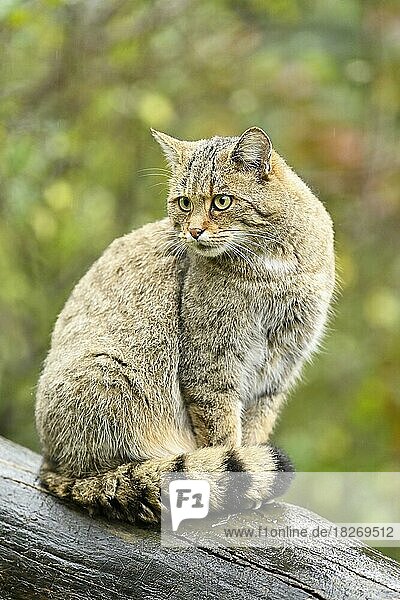 European wildcat (Felis silvestris) or forest cat  captive  Switzerland  Europe