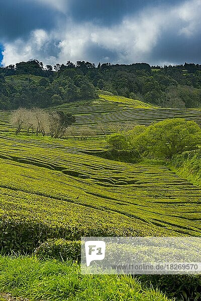 Teeplantagen auf der Insel Sao Miguel  Azoren  Portugal  Europa