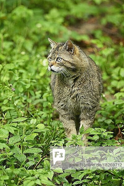 European wildcat (Felis silvestris) or forest cat  male roaming through the undergrowth  captive  Switzerland  Europe