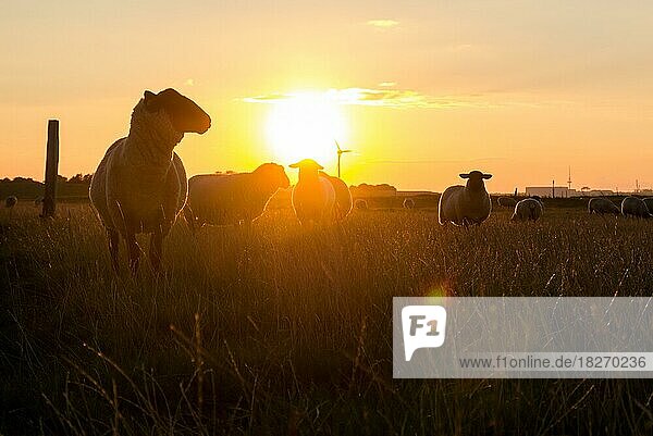 Silhouetten von Schafen bei Sonnenuntergang  Deutschland  Europa