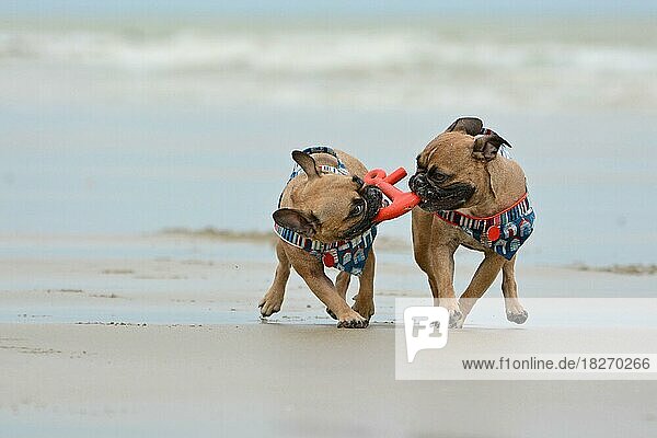 Zwei französische Bulldoggen tragen ein ankerförmiges Hundespielzeug zusammen in der Schnauze  während sie am Strand apportieren