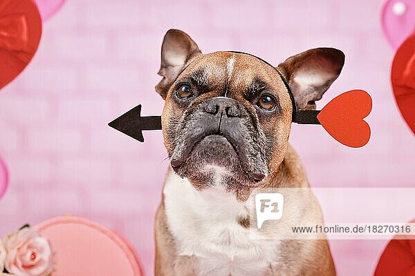 Französische Bulldogge Hund mit Valentinstag Liebe Pfeil Stirnband auf rosa Hintergrund