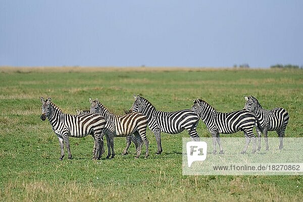 Steppenzebra (Equus quagga)  Gruppe in der Savanne  Masai Mara National Reserve  Kenia  Afrika