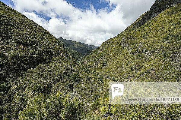 Bewaldete Berge  Ausblick vom Wanderweg an der Levada das 25 Fontes  Rabacal  Madeira  Portugal  Europa