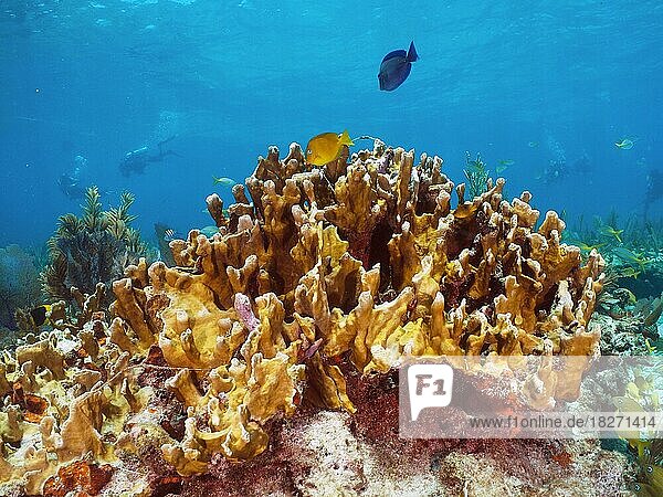 Fire coral (Millepora complanata) . Dive site John Pennekamp Coral Reef State Park  Key Largo  Florida Keys  Florida  USA  North America