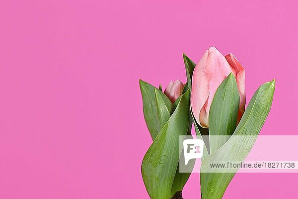 Blühende Tulpe Blume auf der Seite der rosa Hintergrund mit Kopie Raum