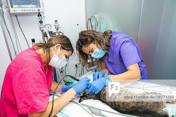 Tierklinik  Operation an einer Katze  Tierarzt und Tierarzthelferin bei der Mundoperation