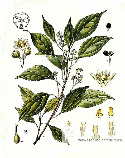 Heilpflanze  Kampferbaum  Cinnamomum camphora  auch Kampferlorbeer genannt  ist eine Pflanzenart aus der Familie der Lorbeergewächse  Historisch  digital restaurierte Reproduktion von einer Vorlage aus dem 19. Jahrhundert