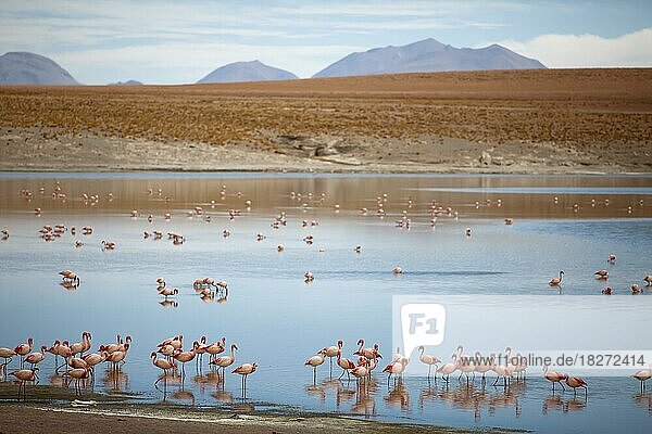 Flamingos (Phoenicopteridae) in der Laguna Hedionda  Reserva Nacional de Fauna Andina Eduardo Avaroa  Departamento Potosí  Bolivien  Südamerika