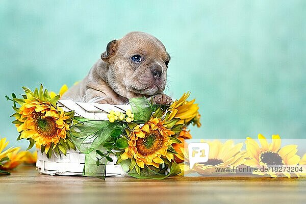 3 Wochen alte Französische Bulldogge Hundewelpe späht aus weißem Korb mit Sonnenblumen