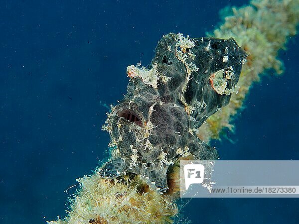 Riesen-Anglerfisch (Antennarius commerson) . Tauchplatz Hausriff Mangrove Bay  El Quesir  Ägypten  Rotes Meer  Afrika