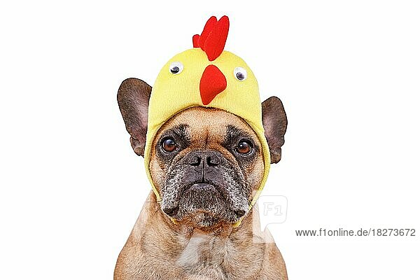 Lustige französische Bulldogge Hund trägt Ostern Kostüm Huhn Hut auf weißem Hintergrund