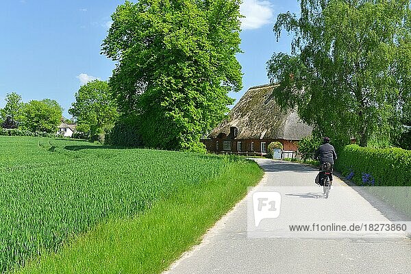 Frau fährt Fahrrad im Sommer durch Schleswig-Holstein  Deutschland  Europa