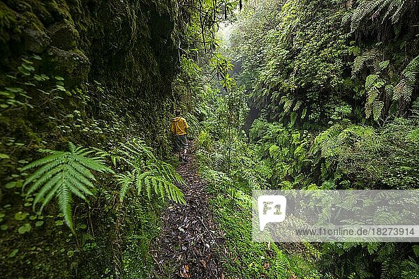 Hikers on a narrow footpath  in densely overgrown forest with ferns  Levada do Caldeirão Verde  Parque Florestal das Queimadas  Madeira  Portugal  Europe