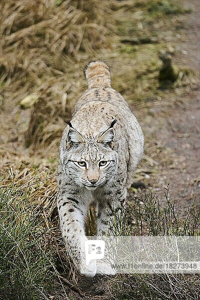 Eurasian lynx (Lynx lynx) in a forest  Bavaria  Germany  Europe