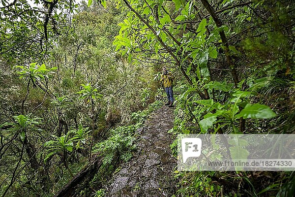 Hiker in dense forest  giant sow thistle (Sonchus fruticosus) on the Vereda Francisco Achadinha hiking trail  Rabacal  Madeira  Portugal  Europe
