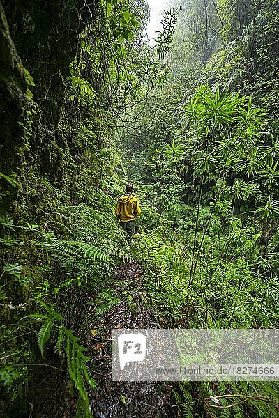 Wanderer an einem schmalen Wanderweg  in dicht bewachsenem Wald mit Farn  Levada do Caldeirão Verde  Parque Florestal das Queimadas  Madeira  Portugal  Europa