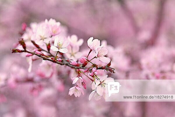 Blühende Blüten des japanischen 'Somei Yoshino'-Kirschblütenbaums