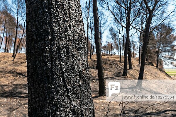 Detail of a burned tree in the forest burned in a forest fire  climate change  drought summer