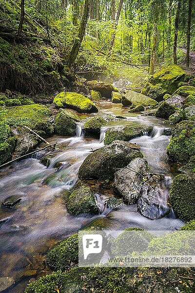 Ein Bach im Wald mit Steinen und Moos  Lotenbachklamm  Schwarzwald  Baden-Württemberg  Deutschland  Europa