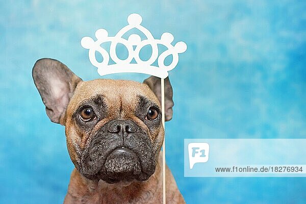 Niedliche braune französische Bulldogge Hund mit großen Augen und Prinzessin Papier Krone Foto-Requisite über dem Kopf auf blauem Hintergrund Studio