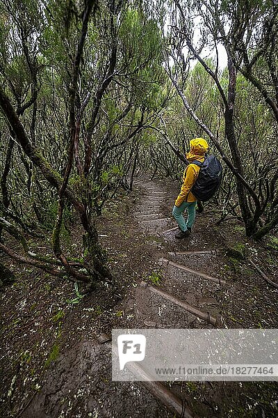 Wanderin in dichtem Wald  Wanderweg Vereda Francisco Achadinha  Rabacal  Madeira  Portugal  Europa