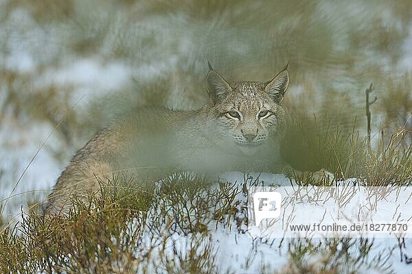 Europäischer Luchs (Lynx lynx)  liegt im Schnee  Winter
