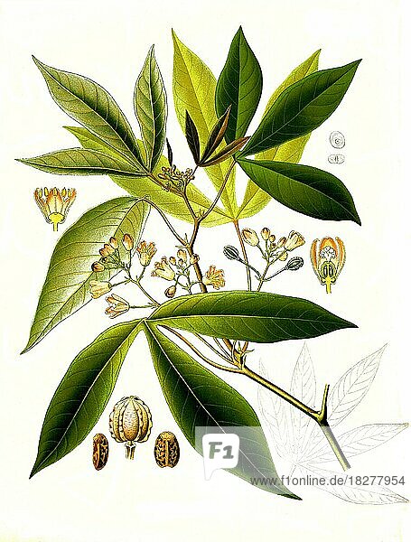 Heilpflanze  Manihot utilissima  Tapioka oder Cassave  Historisch  digital restaurierte Reproduktion von einer Vorlage aus dem 18. Jahrhundert