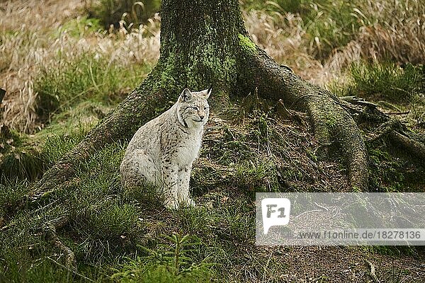 Europäischer Luchs (Lynx lynx) in einem Wald  Bayern  Deutschland  Europa