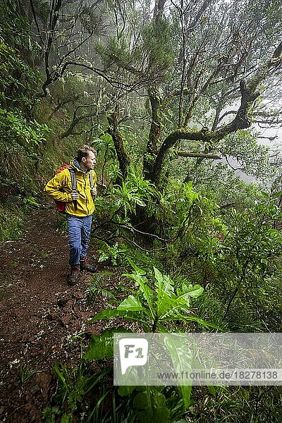 Wanderer in dichtem Wald  Riesen-Saatdistel (Sonchus fruticosus) am Wanderweg Vereda Francisco Achadinha  Rabacal  Madeira  Portugal  Europa