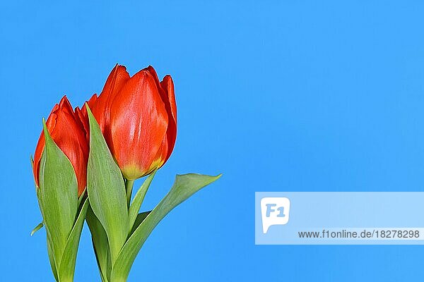 Blühende rote Tulpe Blumen auf der Seite der blauen Hintergrund mit Kopie Raum