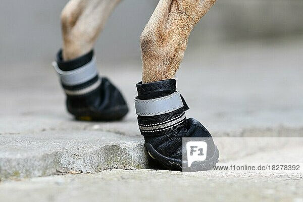 Hundeschuhe zum Schutz der verletzten Pfote beim Laufen oder zum Schutz der Pfote vor der heißen Straße