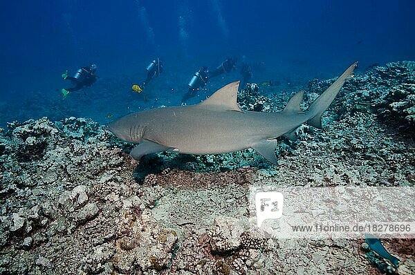 Lemon shark (Negaprion brevirostris) and diver over hard coral in Fakarava  South Pacific  French Polynesia  Oceania