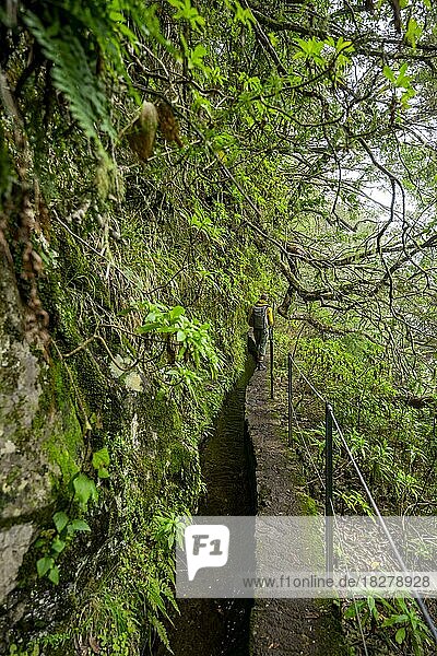 Hikers on a narrow path along a levada  in dense forest  Levada do Caldeirão Verde  Parque Florestal das Queimadas  Madeira  Portugal  Europe