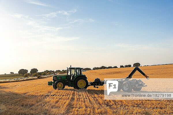 Workers working on crops in a field  harvesting wheat and lavender at sunset